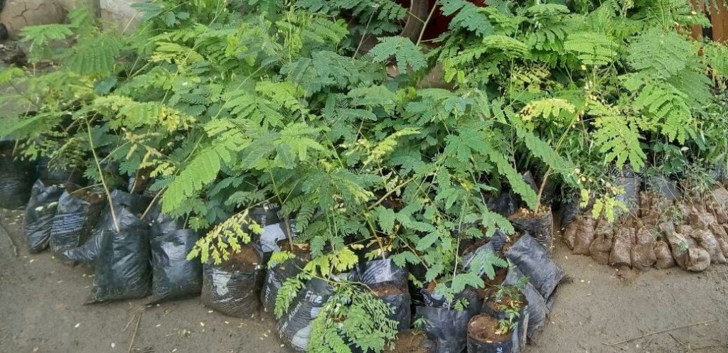 Jeunes arbres à planter