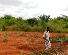 Premières plantations