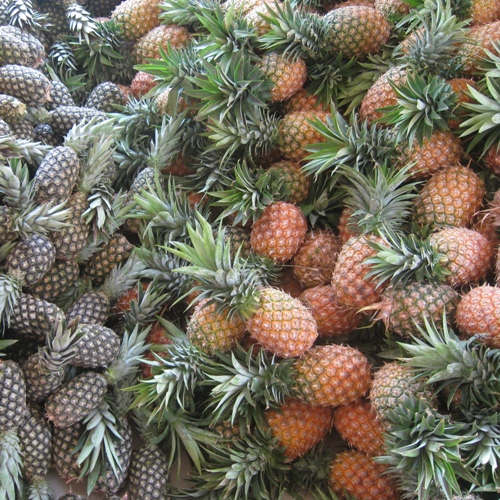 Production ananas