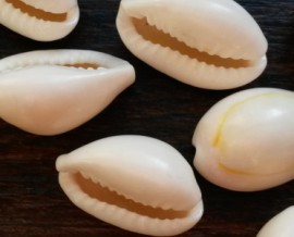 Les cauris, de précieux coquillages