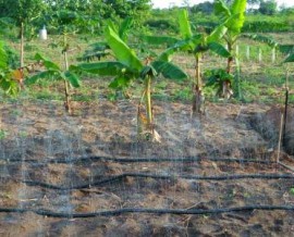 Un nouveau système d’irrigation