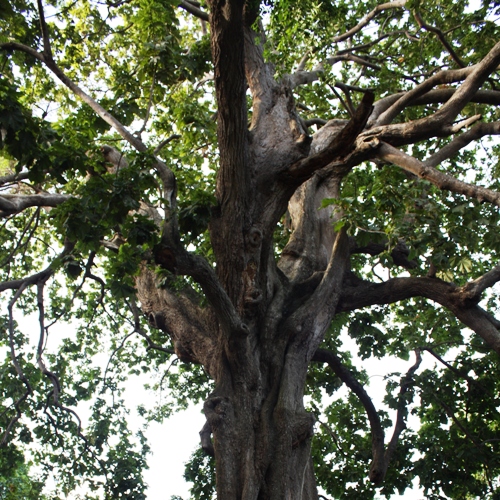 arbre-foret-sacree