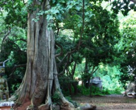 Les forêts sacrées au Bénin