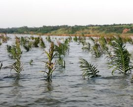 Techniques de pêche sur le lac Ahémé