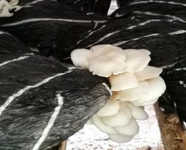 Culture de champignons sur rafle de palmier