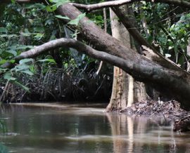 La forêt aquatique de Lokoli